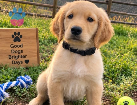 Özgüvenli ve Uyumlu Golden Retriever Yavru - 7778 - Görsel 3