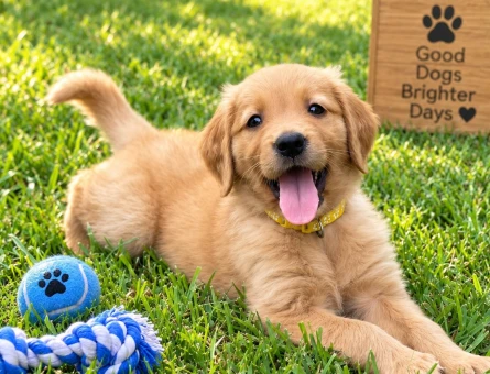 Keyifli ve Sıcakkanlı Golden Retriever Yavru - 7779