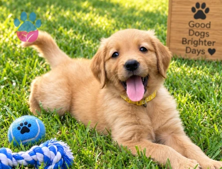 Keyifli ve Sıcakkanlı Golden Retriever Yavru - 7779 - Görsel 3