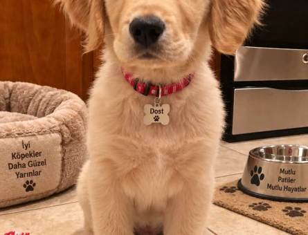 Sevimli Golden Retriever Yavrumuz Yeni Yuvasını Arıyor - 7784