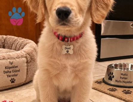 Sevimli Golden Retriever Yavrumuz Yeni Yuvasını Arıyor - 7784 - Görsel 3