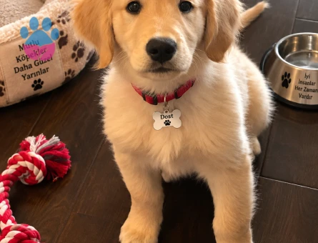 Sevgi Dolu Golden Retriever Yavrumuz Yeni Ailesini Arıyor - 7785