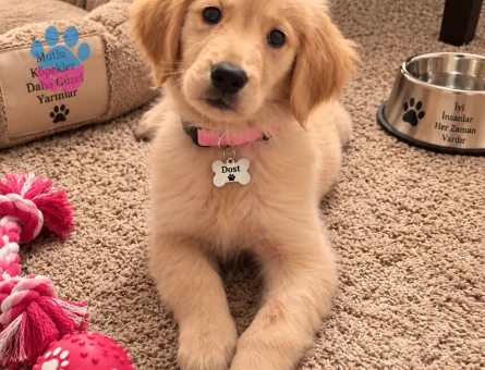 Tatlı Golden Retriever Yavrumuz Ömürlük Yuvasını Arıyor - 7786