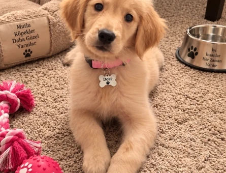Tatlı Golden Retriever Yavrumuz Ömürlük Yuvasını Arıyor - 7786