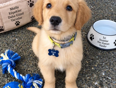 Sevimli Golden Retriever Yavrusu – Dost Canlısı ve Oyuncu - 7788