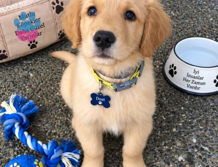 Sevimli Golden Retriever Yavrusu – Dost Canlısı ve Oyuncu - 7788 - Görsel 3