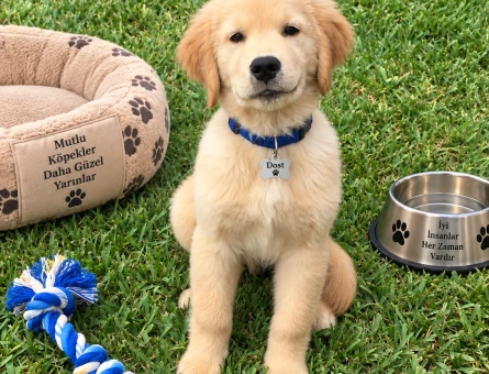 Tatlı ve Oyuncu Golden Retriever Yavrumuz Yeni Ailesini Bekliyor - 7789