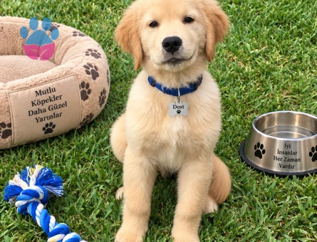 Tatlı ve Oyuncu Golden Retriever Yavrumuz Yeni Ailesini Bekliyor - 7789 - Görsel 3
