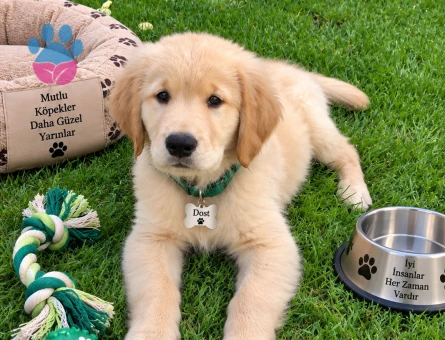 Uysal ve Sevgi Dolu Golden Retriever Yavrusu - 7790