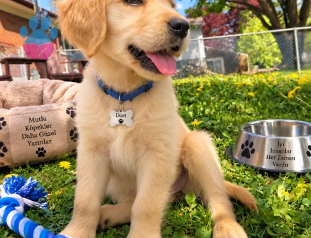 Neşeli ve Sosyal Golden Retriever Yavrumuz - 7791
