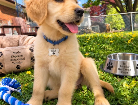 Neşeli ve Sosyal Golden Retriever Yavrumuz - 7791