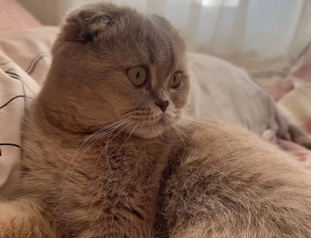 Scottish Fold Kedimi Sahiplendiriyorum - 7792