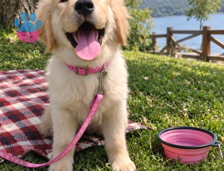 Sevimli Golden Retriever Yavrusu – Oyuncu ve Sosyal - 7794 - Görsel 3