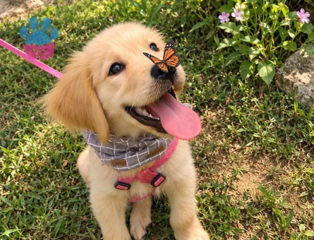 Tatlı Golden Retriever Yavrusu – Neşeli ve Sevgi Dolu - 7795
