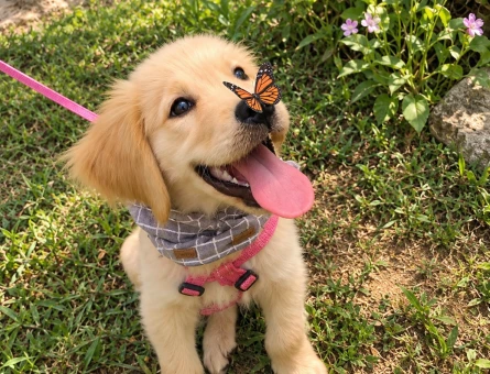 Tatlı Golden Retriever Yavrusu – Neşeli ve Sevgi Dolu - 7795