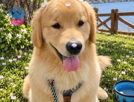 Yakışıklı Golden Retriever – Uysal ve Sevgi Dolu - 7796