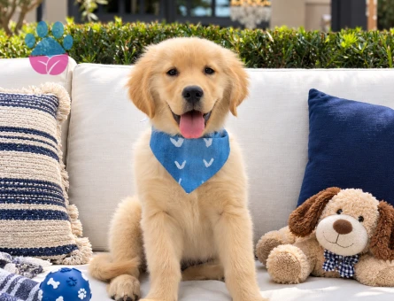 Sevimli Golden Retriever Yavrusu – Oyuncu ve Cana Yakın - 7798