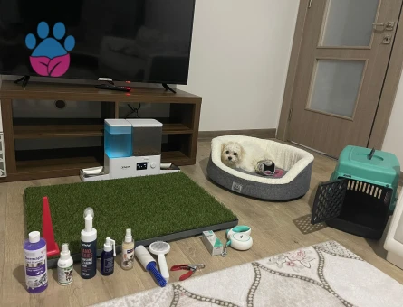 Orijinal Maltese Terrier 0-4 aylık - 7799