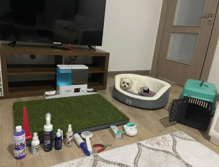 Orijinal Maltese Terrier 0-4 aylık - 7799
