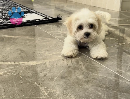 Orijinal Maltese Terrier 0-4 aylık - 7799 - Görsel 3