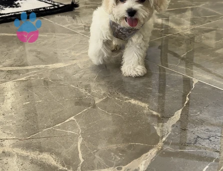 Orijinal Maltese Terrier 0-4 aylık - 7799 - Görsel 4