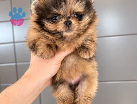Nadir Renk Merle Pomeranian - 7800