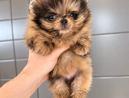 Nadir Renk Merle Pomeranian - 7800