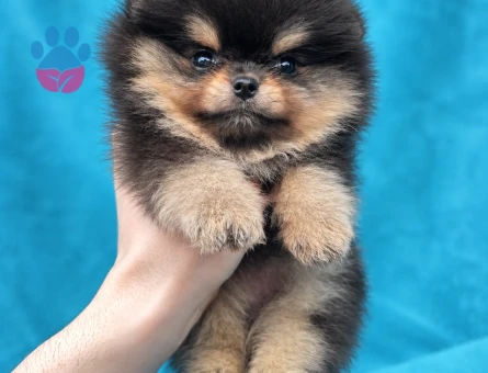 Nadir Renk Merle Pomeranian - 7800 - Görsel 3