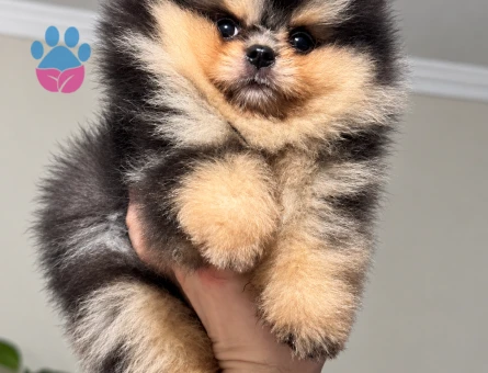 Nadir Renk Merle Pomeranian - 7800 - Görsel 4