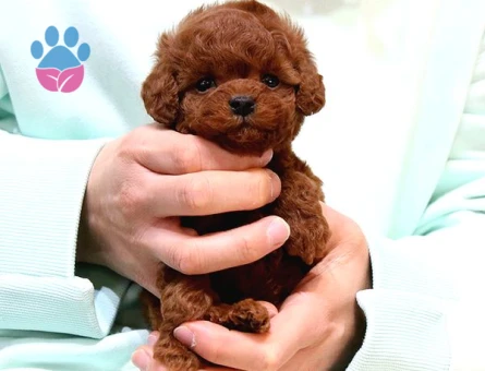TOY POODLE YAVRULARIM Kore - 7802