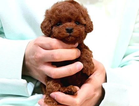 TOY POODLE YAVRULARIM Kore - 7802