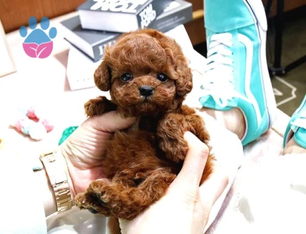 TOY POODLE YAVRULARIM Kore - 7802 - Görsel 4