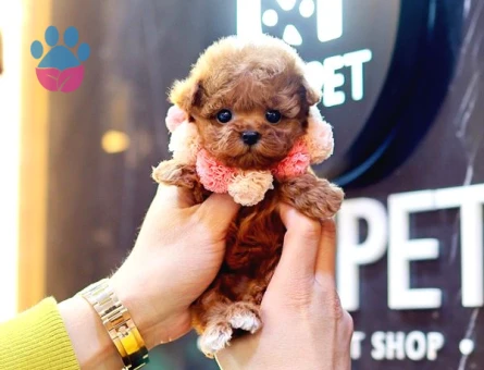 KOREAN EXPORT TOY POODLE BEBEKLERİM - 7803