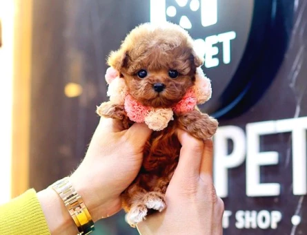 KOREAN EXPORT TOY POODLE BEBEKLERİM - 7803