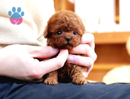 KOREAN EXPORT TOY POODLE BEBEKLERİM - 7803 - Görsel 3