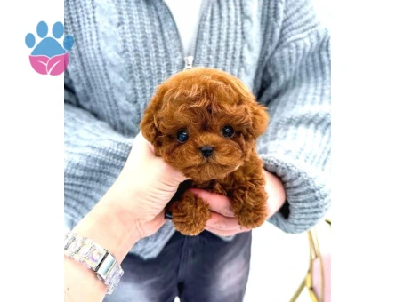 TOY POODLE YAVRULARIM - 7804 - Görsel 3