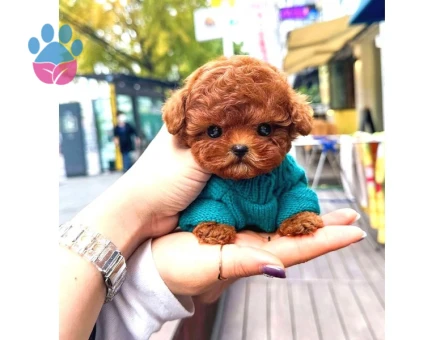 TOY POODLE YAVRULARIM - 7804