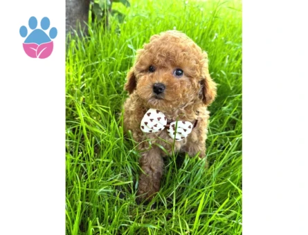 EVINIZIN GOZDESI TOY POODLE YAVRULARIM - 7805