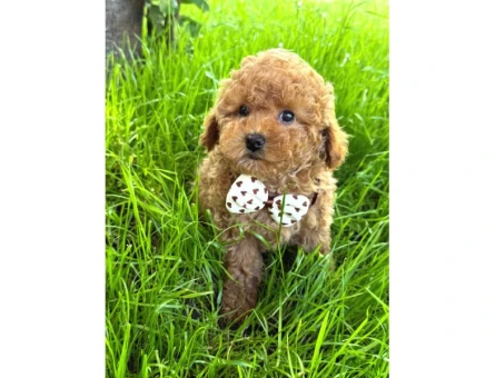 EVINIZIN GOZDESI TOY POODLE YAVRULARIM - 7805