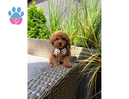 EVINIZIN GOZDESI TOY POODLE YAVRULARIM - 7805 - Görsel 4