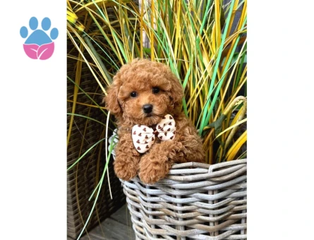 EVINIZIN GOZDESI TOY POODLE YAVRULARIM - 7805 - Görsel 3
