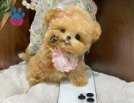 BEBEK YÜZLÜ TOY POODLE BEBEKLERİM - 9964 - Görsel 3