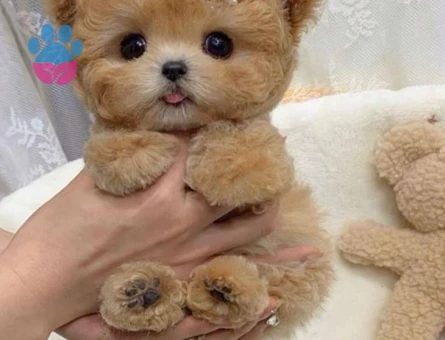 BEBEK YÜZLÜ TOY POODLE BEBEKLERİM - 9964 - Görsel 2