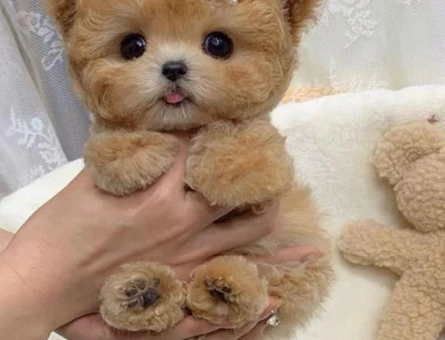 BEBEK YÜZLÜ TOY POODLE BEBEKLERİM - 9964