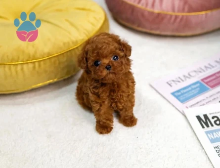 KAPIDA ÖDEMELİ TOY POODLE BEBEKLERİM - 9966 - Görsel 3