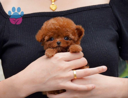 KAPIDA ÖDEMELİ TOY POODLE BEBEKLERİM - 9966 - Görsel 4