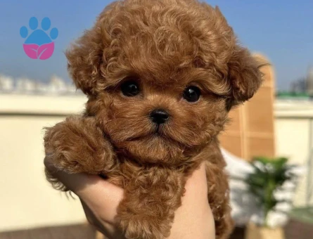 1 SAAT İÇERİSİNDE ADRESİNİZE ULAŞIR TOY POODLE BEBEKLERİM - 9968