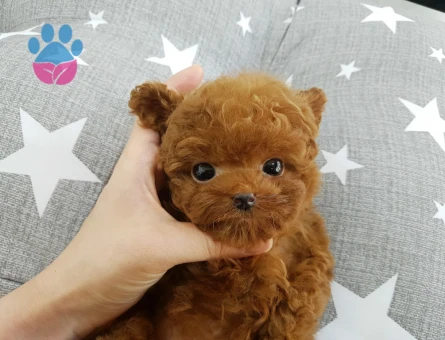 UYGUN BÜTÇELİ TOY POODLE BEBEKLERİM - 9969 - Görsel 3