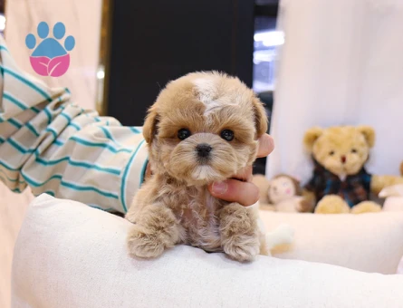 GERÇEK FİNCAN BOY MALTİPOO BEBEK - 9970 - Görsel 2