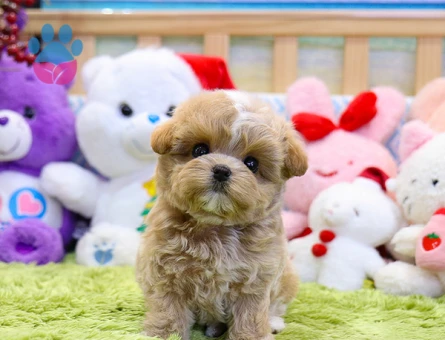 GERÇEK FİNCAN BOY MALTİPOO BEBEK - 9970 - Görsel 3